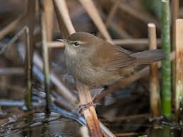 Image result for Cettia cetti