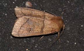 Attēlu rezultāti vaicājumam “Mythimna turca”