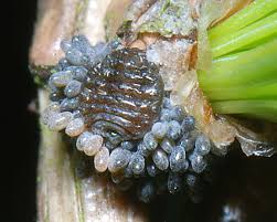 Attēlu rezultāti vaicājumam “Adelges laricis”