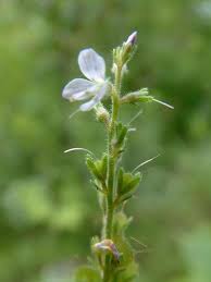 Image result for Veronica officinalis