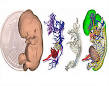 Image result for ‫أول أطلس ثلاثي الأبعاد يكشف مراحل تطور الجنين‬‎