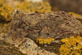 Attēlu rezultāti vaicājumam “Peridea anceps”