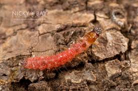 Attēlu rezultāti vaicājumam “Cleridae”