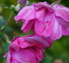 Attēlu rezultāti vaicājumam “Anemone ranunculoides bud”