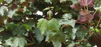 Attēlu rezultāti vaicājumam “Acer pseudoplatanus fo. purpurascens”