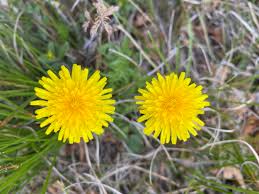 Attēlu rezultāti vaicājumam “Taraxacum officinale aggr. fruit”