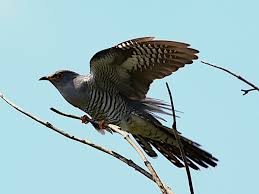 Attēlu rezultāti vaicājumam “Cuculus canorus”