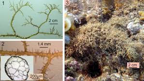 Attēlu rezultāti vaicājumam “Ceramium sp.”
