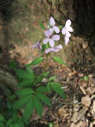 Attēlu rezultāti vaicājumam “Cardamine bulbifera flower”