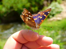 Attēlu rezultāti vaicājumam “Apatura ilia male”