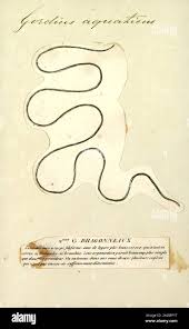 Attēlu rezultāti vaicājumam “Gordius aquaticus”