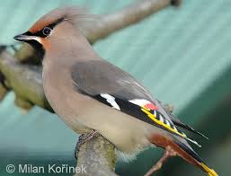 Attēlu rezultāti vaicājumam “Bombycilla garrulus adult”