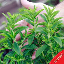 Image result for Stevia rebaudiana