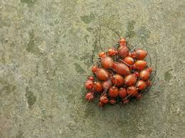 Attēlu rezultāti vaicājumam “Macrosteles sp. nymph”