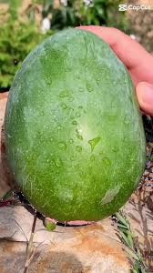 Image result for Wiseton Cricket Club