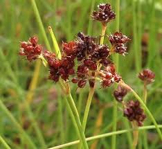Attēlu rezultāti vaicājumam “Luzula pilosa bud”