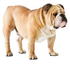 Image result for Bulldogs Power and strength