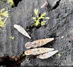 Attēlu rezultāti vaicājumam “Fuligo licentii”