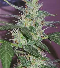 Attēlu rezultāti vaicājumam “Dactylorhiza russowii bud”