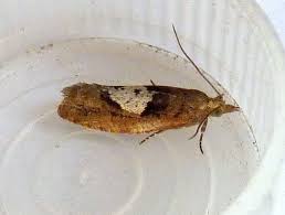 Attēlu rezultāti vaicājumam “Epinotia brunnichana”