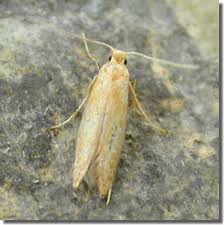 Attēlu rezultāti vaicājumam “Tischeriidae”