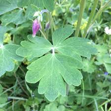 Attēlu rezultāti vaicājumam “Aquilegia vulgaris leaf”