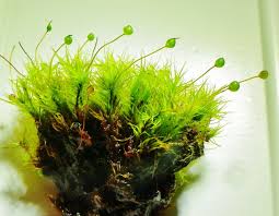 Attēlu rezultāti vaicājumam “Bartramia pomiformis sporophyte”