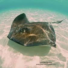 Image result for Hypanus say