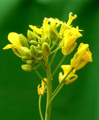 Attēlu rezultāti vaicājumam “Brassica napus flower”