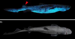 Image result for Dalatias licha