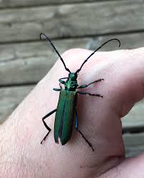 Attēlu rezultāti vaicājumam “Aromia moschata”