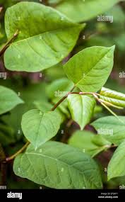 Attēlu rezultāti vaicājumam “Reynoutria sachalinensis leaf”