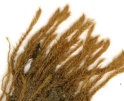 Attēlu rezultāti vaicājumam “Philonotis”