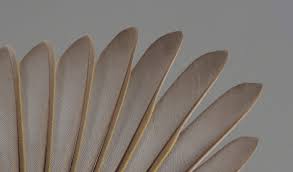 Attēlu rezultāti vaicājumam “Phylloscopus trochiloides adult”