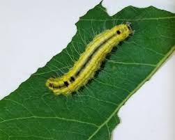 Attēlu rezultāti vaicājumam “Cribraria cancellata var. fusca stalked”