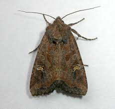 Attēlu rezultāti vaicājumam “Celaena leucostigma”