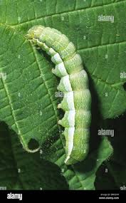 Attēlu rezultāti vaicājumam “Orthosia larvae”
