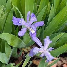 Image result for Iris