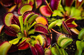 Attēlu rezultāti vaicājumam “Droseraceae”