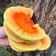Attēlu rezultāti vaicājumam “Laetiporus sulphureus”