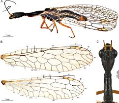 Attēlu rezultāti vaicājumam “Raphidioptera imago”