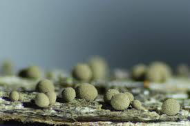 Attēlu rezultāti vaicājumam “Comatricha alta stalked”