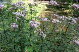 Image result for Eupatorium cannabinum