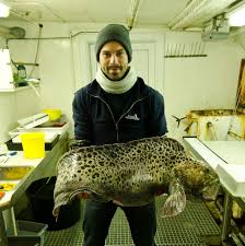 Image result for Anarhichas minor