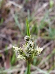 Attēlu rezultāti vaicājumam “Eriophorum latifolium”