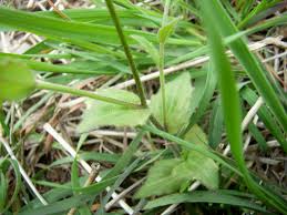 Attēlu rezultāti vaicājumam “Draba nemorosa fruit”