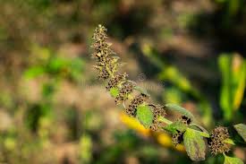 Attēlu rezultāti vaicājumam “Ajuga pyramidalis leaf”