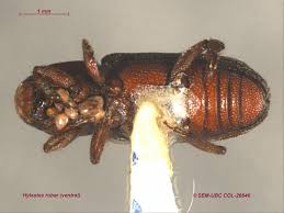 Attēlu rezultāti vaicājumam “Hylastes sp.”