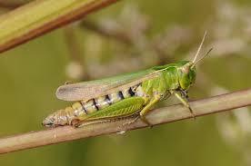 Attēlu rezultāti vaicājumam “Omocestus viridulus”