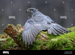 Attēlu rezultāti vaicājumam “Accipiter gentilis adult”